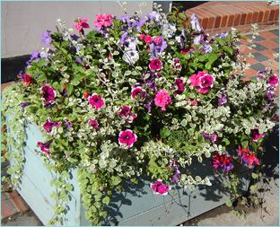 The Oriental Rug Gallery Ltd blooms in Wey Hill, Haslemere Surrey.jpg The Oriental Rug Gallery Ltd blooms in Wey Hill, Haslemere Surrey.jpg