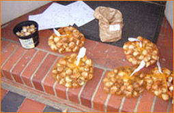 WIB bulbs ready to plant out at The Oriental Rug Gallery Ltd Spring 2011.jpg WIB bulbs ready to plant out at The Oriental Rug Gallery Ltd Spring 2011.jpg